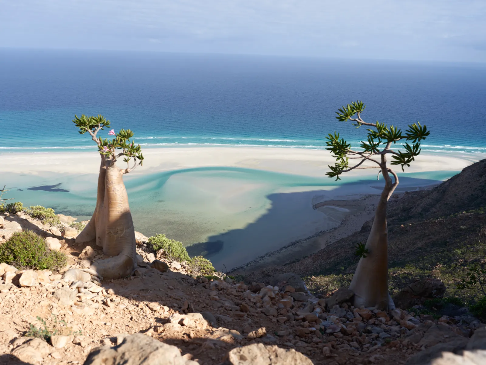 Dragon blood trees across Socotra’s limestone highlands