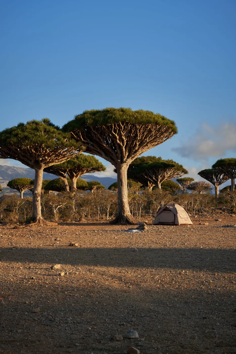 View from a tent towards dragon blood trees